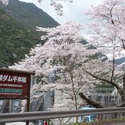 ダム湖畔に咲き乱れる千本桜は見事です。