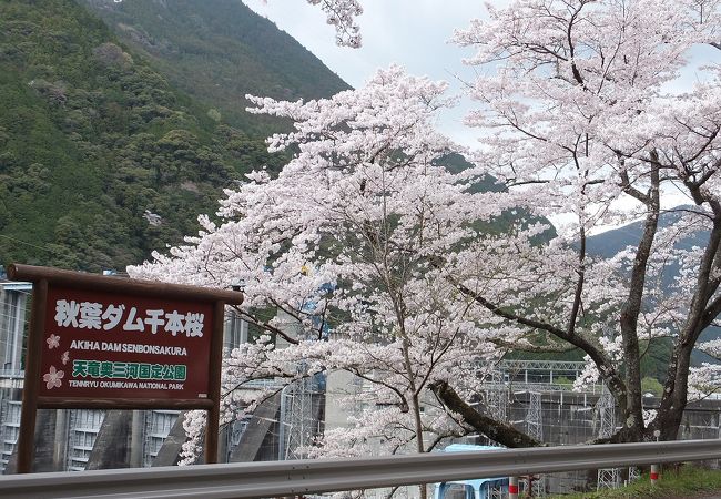 ダム湖畔に咲き乱れる千本桜は見事です。