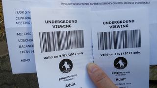 一生懸命なペンギン「かわいい」