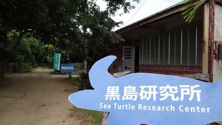 ウミガメとサメとクジャクとウニョウニョ