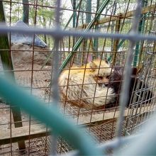 もふもふのきつね