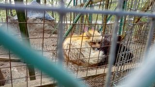 きつねがたくさん