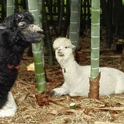 動物が放し飼いです