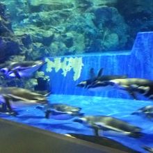 ペンギンの水槽
