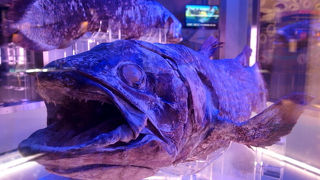 深海魚を見るなら冬季