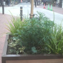 植え込みとベンチがあり、足を休めながら見て歩けます