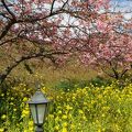 菜の花の黄色と河津桜の濃いピンク