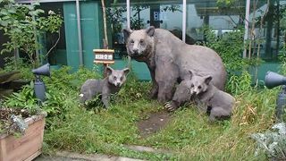 行った際の記念撮影の場所としては、ここ、くまさんとのツーショットでしょうね