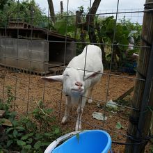 ヤギがいました