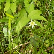 鳴虫山登山(2)で出会った花