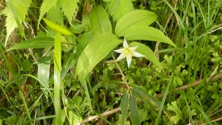 鳴虫山登山(2)で出会った花