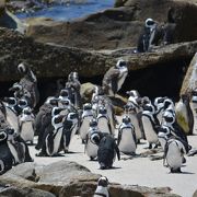 ぺ......ペンギン.....だらかし.....一生分のペンギンみてもうた....（ボルダーズビーチ／ケープタウン）