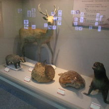 希少動物も薬の原料となります、的な展示。