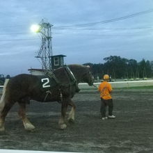 下見所（パドック）の様子