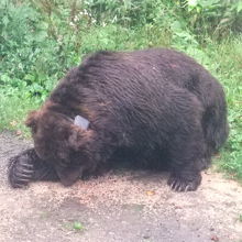 バスの車窓から見たヒグマ