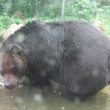 水浴びをするヒグマ