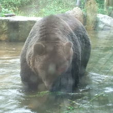 ヒグマたちはおとなしくしていました