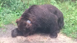 ヒグマたちを間近で見られます（サホロリゾート　ベア・マウンテン）