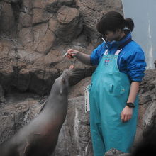 アシカのスミレちゃん