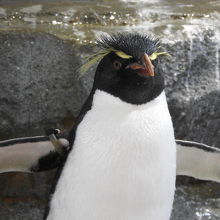 イケメンペンギン