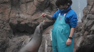 ジンベイザメが優雅です