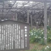 大正天皇にゆかりのある小田原城の藤の花です
