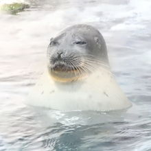 おっさん顔(笑)