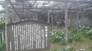 大正天皇にゆかりのある小田原城の藤の花です