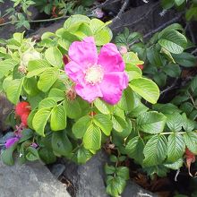 海岸にはハマナスの花が