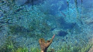 美しい池に集中すれば