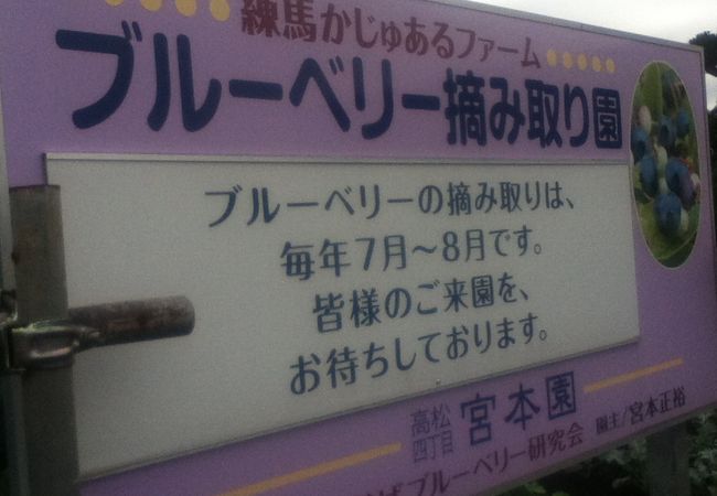 ブルーベリー摘み取り園