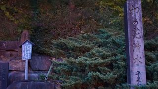 卯の花に兼房みゆる白毛かな