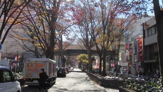 大國魂神社の参道で指定天然記念物です