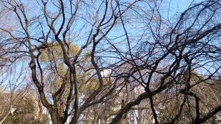 枝ぶりを見ただけでも、春が楽しみです