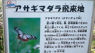 サワヒヨドリの群生地にはアサギマダラが飛来してきます