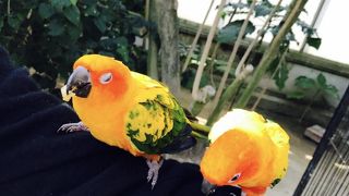 鳥好きの聖地！鳥と直接触れ合えます！