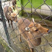 【小諸】懐古園にある動物園