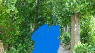 ほんとに涼しい備瀬フクギ並木