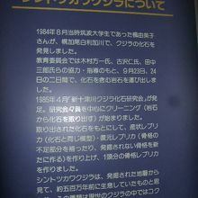 シントツカワクジラに関する解説はこちらで。