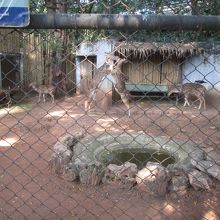 ドゥシット動物園