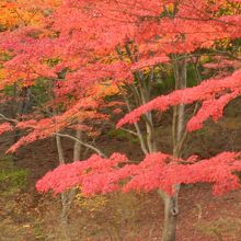 紅葉がちょうど見頃でした