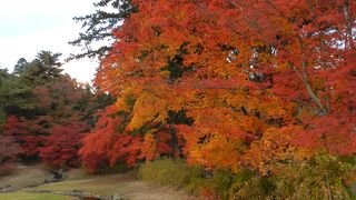 大きな池を囲む広大な浄土庭園の紅葉が美しかったです！