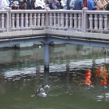 池にはカモもいます