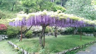 ゴールデンウィークは藤