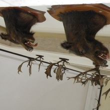 本当は壁に垂直になっていて天井に下がっていたのではない。