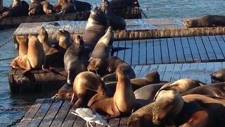 見ていて飽きない