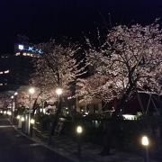 川沿いにライトアップされた夜桜がきれいです