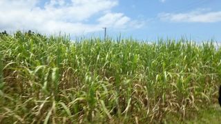 さとうきび畑の広がる背底島
