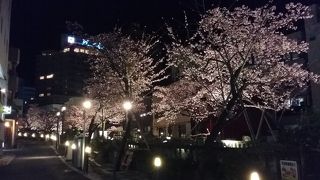 川沿いにライトアップされた夜桜がきれいです