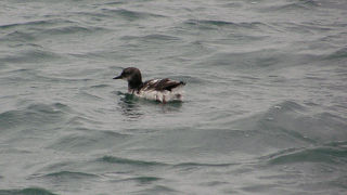 珍鳥ウミバトを見てきました。